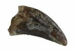 Serrated, Juvenile Tyrannosaur Tooth - Judith River Formation #95657-1